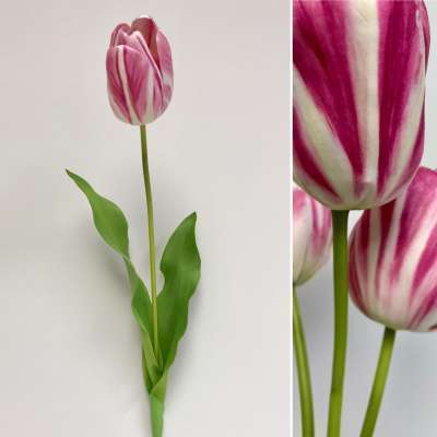 Dutch Tulip