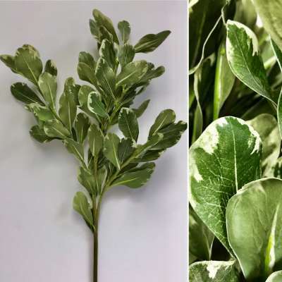 Pittosporum Stem