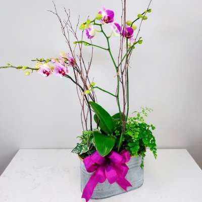 Colorful Double Orchid Garden