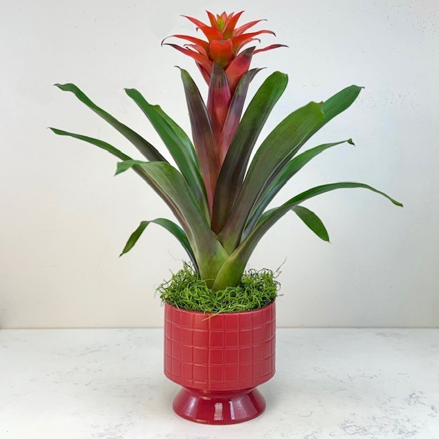 Bromeliad Plants