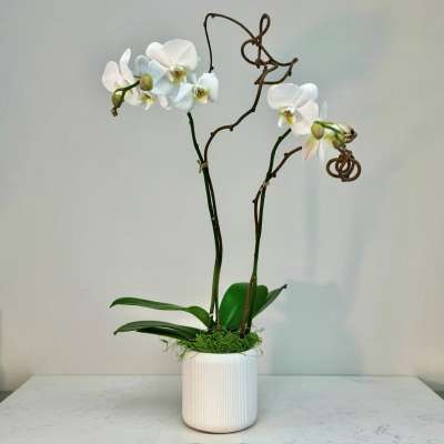 Iron City Orchid