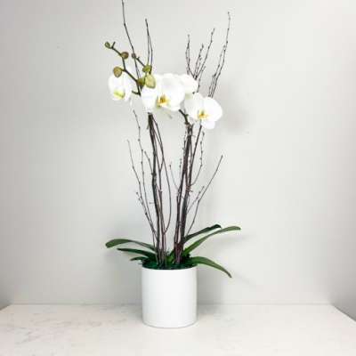 Iron City Orchid