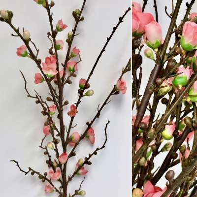 Peach Blossom Branch