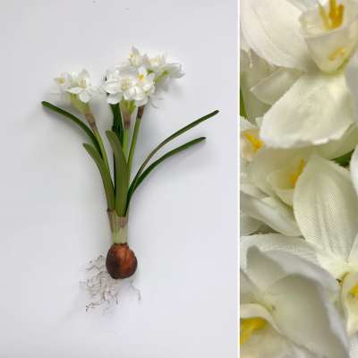 Paperwhite with Bulb