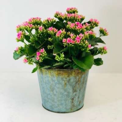 Potted Kalanchoe