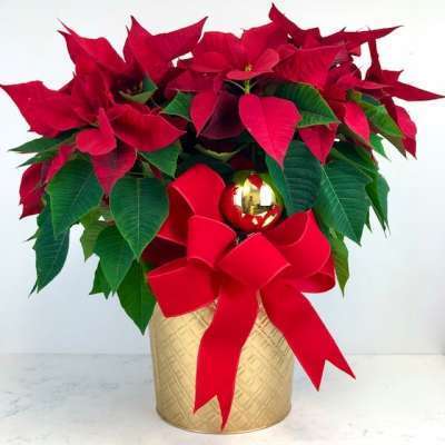 Poinsettias